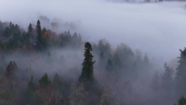 Morning fog drifts through a scenic, forested Pacific Northwest landscape near Portland, Oregon. Fog and mist forms when moist air cools to its dew point, causing water vapor to condense.