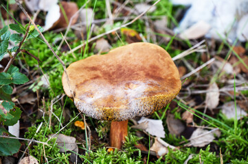 Detail of wild mushroom in forest, their natural environment
