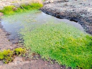 green grass on the water