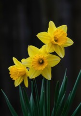 Fototapeta premium Vibrant yellow daffodil flowers blooming for the spring season and the Easter holiday, symbolizing rebirth and happiness and cheerful joy ,celebration ,botany ,garden