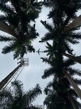 Palm trees in the sky
