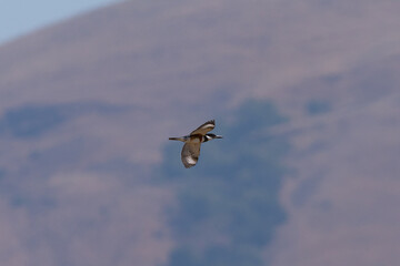 Belted kingfisher flying against hills