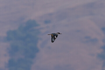 Belted kingfisher flying against hills