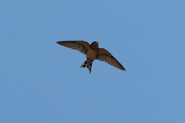 Close-up of a barn swallow flying  