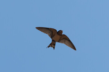 Close-up of a barn swallow flying  