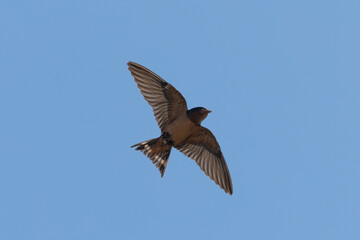 Close-up of a barn swallow flying  