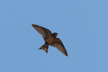 Close-up of a barn swallow flying  