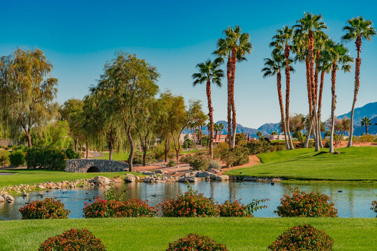 A pond and lush landscaping stand in the Palm Springs desert of California