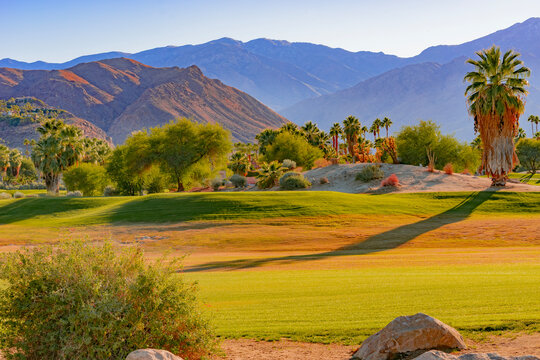 Palm Trees and trees fill a green belt making it look like an oasis in the desert of Palm Springs, California