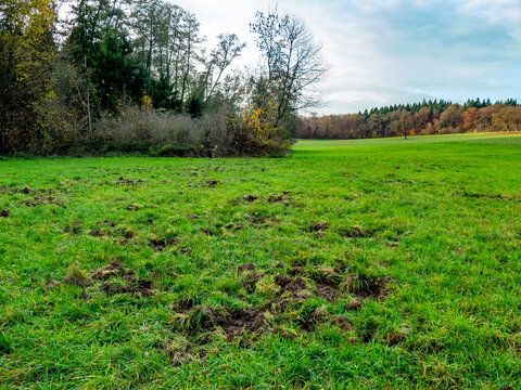 Flurschaden auf einer Wiese durch Wildschweine