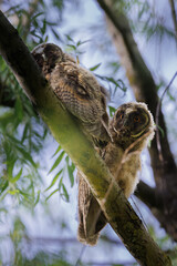 Two curious baby owls sat on a mossy tree branch