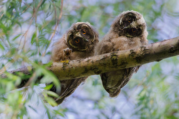 Two curious baby owls sat on a mossy tree branch