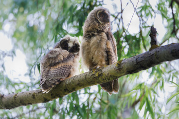 Two curious baby owls sat on a mossy tree branch