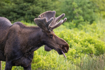 Bull Moose