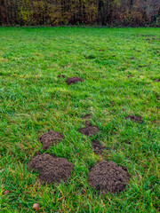 Fototapeta premium Wühlmäusebau auf einer Wiese im Spätherbst