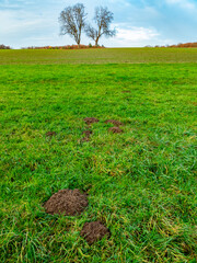 Fototapeta premium Wühlmäusebau auf einer Wiese im Spätherbst