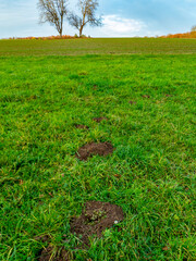 Fototapeta premium Wühlmäusebau auf einer Wiese im Spätherbst