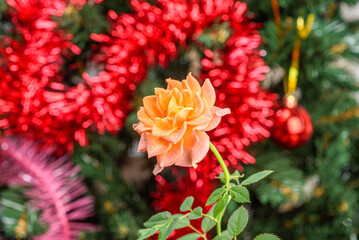 A peach rose with water droplets on its petals in front of a Christmas tree.