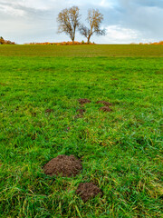 Fototapeta premium Wühlmäusebau auf einer Wiese im Spätherbst