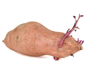 Sprouted sweet potato isolated on white background.