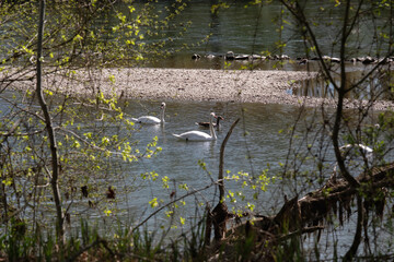 White swans swim gracefully on a calm lake, creating a serene and gentle nature scene. Soft reflections and quiet water highlight the beauty of these birds in their natural habitat.