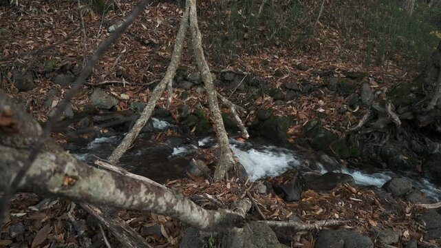晩秋の渓流に倒れこむ倒木