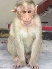 Mysore im S&uuml;den Indiens