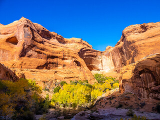 Sunlit red cliffs and green cottonwoods along the trail in Coyote Gulch