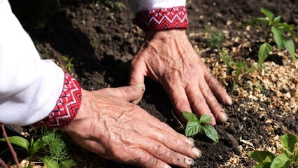 Adult male hands of farmer in vyshyvanka planting green sprout in ground at summer season. Old arms of agronomist caring for small seedling at garden. Connection between tradition and nature concept
