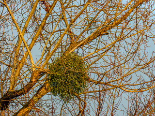 Baum mit vielen Misteln im Spätherbst