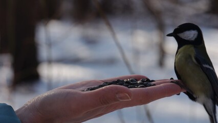 Woman feeding cute tit bird to sunflower seeds at snowy woodland. Beautiful tomtit pecking food from female hand at winter forest. Small titmouse eating meal from arm of young girl at snow park