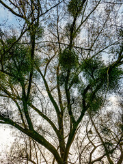 Naklejka premium Baum mit vielen Misteln im Spätherbst