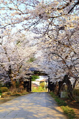 長野県須坂市の春の風景