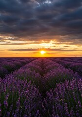 Obraz premium Vast field of vibrant purple lavender flowers blooming under a dramatic golden hour sunset sky. Tranquil summer scene, horizon, bloom, light