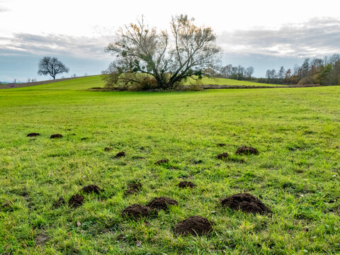 Wühlmäusebau auf einer Wiese im Spätherbst