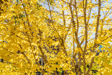 Ginkgo biloba, ginkgo, maidenhair tree, is a species of gymnosperm tree native to East Asia. Lving fossil. InterContinental Los Angeles Downtown by IHG, California
