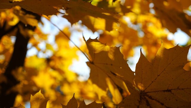 View to tree top of birch with brown leaves at sunny autumn day. Branches with lush foliage gently swaying in wind at parkland. Beautiful colorful fall season. Slow motion
