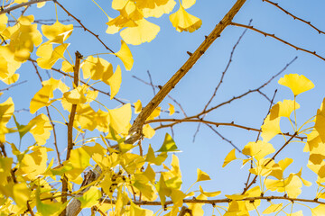 Ginkgo biloba, ginkgo, maidenhair tree, is a species of gymnosperm tree native to East Asia. Lving fossil. InterContinental Los Angeles Downtown by IHG, California
