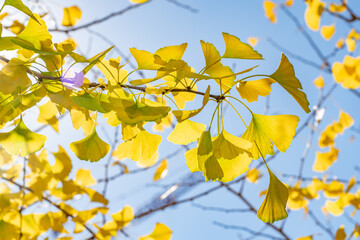 Ginkgo biloba, ginkgo, maidenhair tree, is a species of gymnosperm tree native to East Asia. Lving...