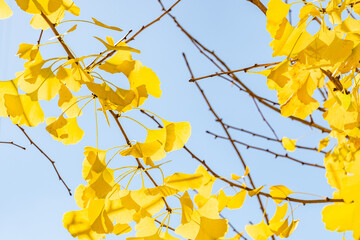 Ginkgo biloba, ginkgo, maidenhair tree, is a species of gymnosperm tree native to East Asia. Lving fossil. InterContinental Los Angeles Downtown by IHG, California
