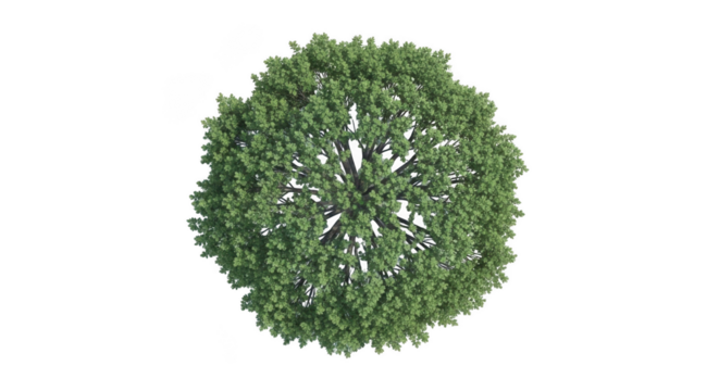 Bush isolated on transparent background