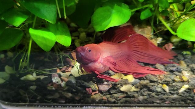 Bloated Siamese fighting fish (Betta splendens) with a visibly swollen abdomen, which could be a result of overfeeding, constipation or a sign of a serious condition called dropsy , resting a corner o