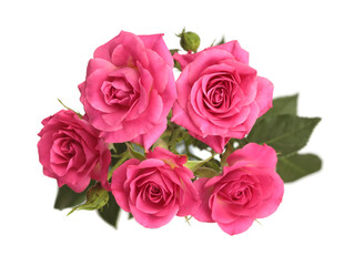 Close-up pink, red color Rose flower bud bouquet on white background.