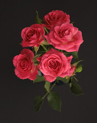 Close-up pink color Rose flower bud bouquet on dark black. Natural background.