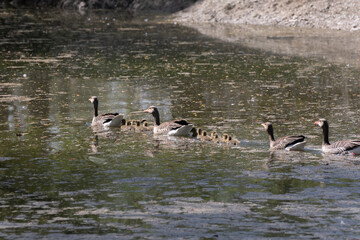 A flock of wild geese with their goslings glides through marshy wetlands covered in dense vegetation. A lively wildlife scene full of natural movement and family behavior.