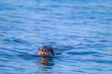 Fototapeta premium Seal surfacing to inspect the source of noise in San Juan Channel, Washington State, USA