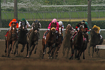 Field of horses rounding the final turn at Santa Anita Racetrack