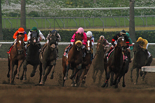 Field of horses rounding the final turn at Santa Anita Racetrack