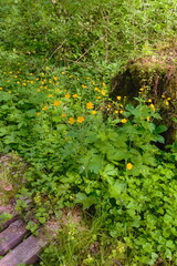 creeping buttercup (Ranunculus repens)