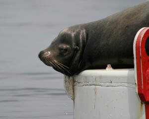 Sea Lion languishing on navigation buoy